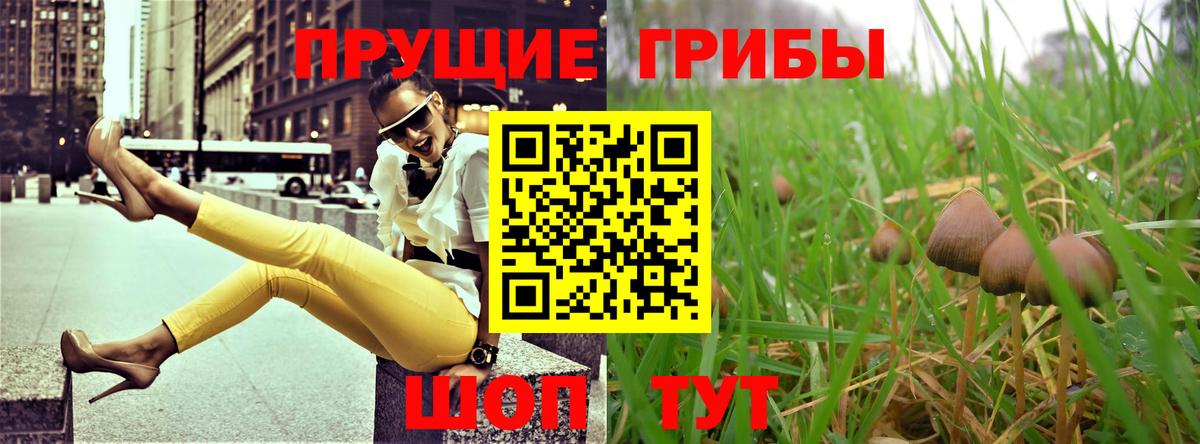 Галлюциногенные грибы Psilocybe Валуйки